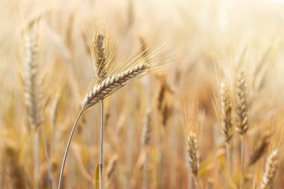 corn-4212099_960_720